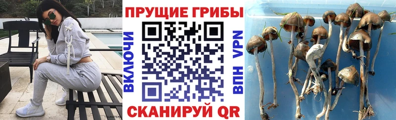 Псилоцибиновые грибы мицелий  Дудинка 